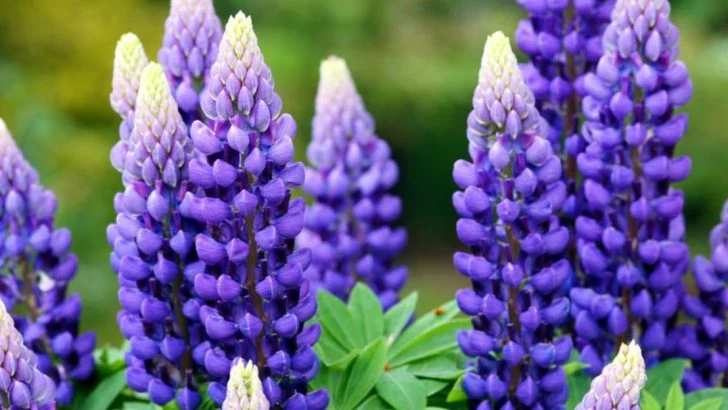 9 Difficult Perennials That Struggle in Most Gardens (Try These 9 Instead)