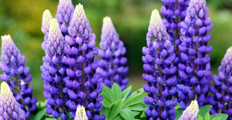 9 Difficult Perennials That Struggle in Most Gardens (Try These 9 Instead)
