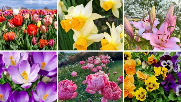 9 Flowers People Plant Too Early in Spring And 9 That Can Handle April Weather Like Champs