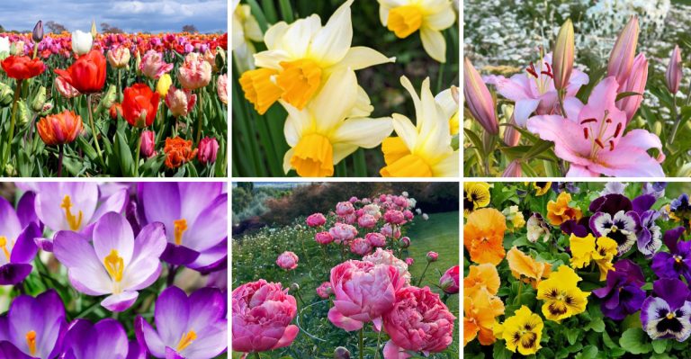 9 Flowers People Plant Too Early in Spring And 9 That Can Handle April Weather Like Champs