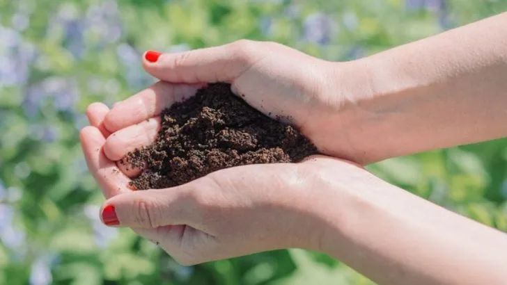 9 Gardening Myths That Are Actually Holding Your Plants Back