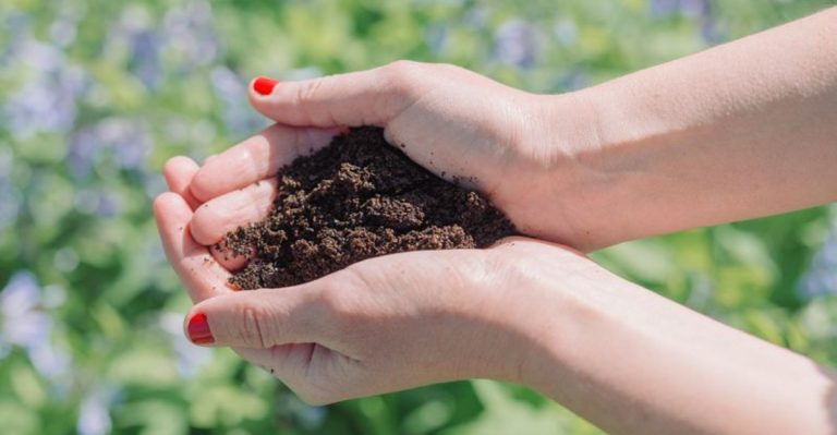 9 Gardening Myths That Are Actually Holding Your Plants Back
