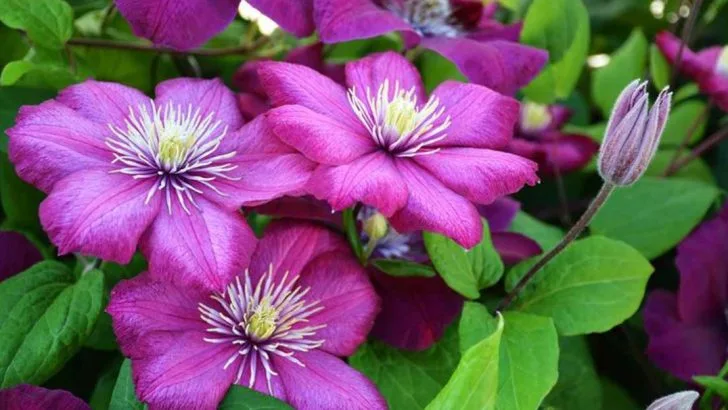 9 Plants That Are Almost Impossible to Transplant (But Here Are 9 You Should Try Instead)
