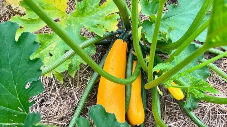 9 Vegetables You Can Still Plant in May (And 9 That Won’t Make It Before Fall)