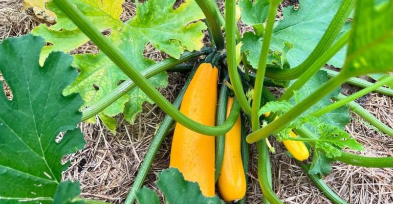 9 Vegetables You Can Still Plant in May (And 9 That Won’t Make It Before Fall)