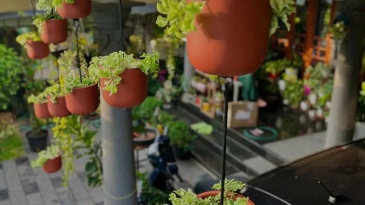 9 Ways to Create a Garden Oasis in Small Urban Spaces