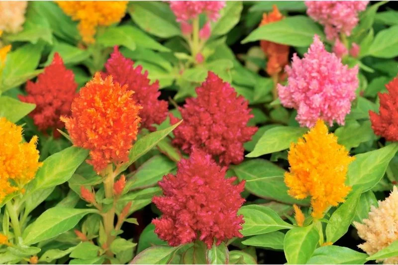 9. Choose the Right Varieties
