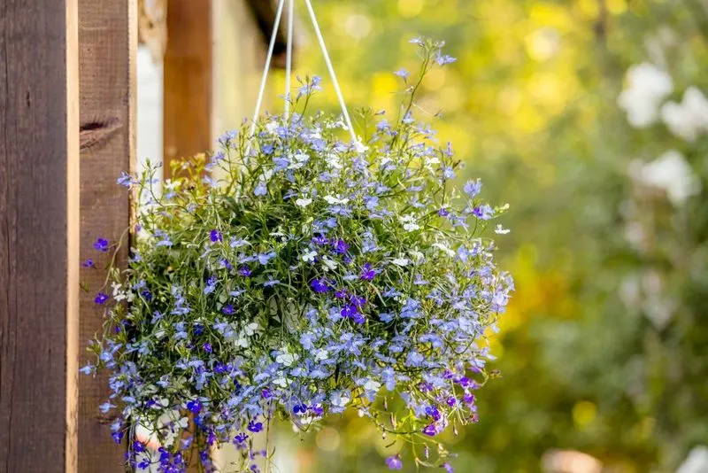 10. Trailing Lobelia
