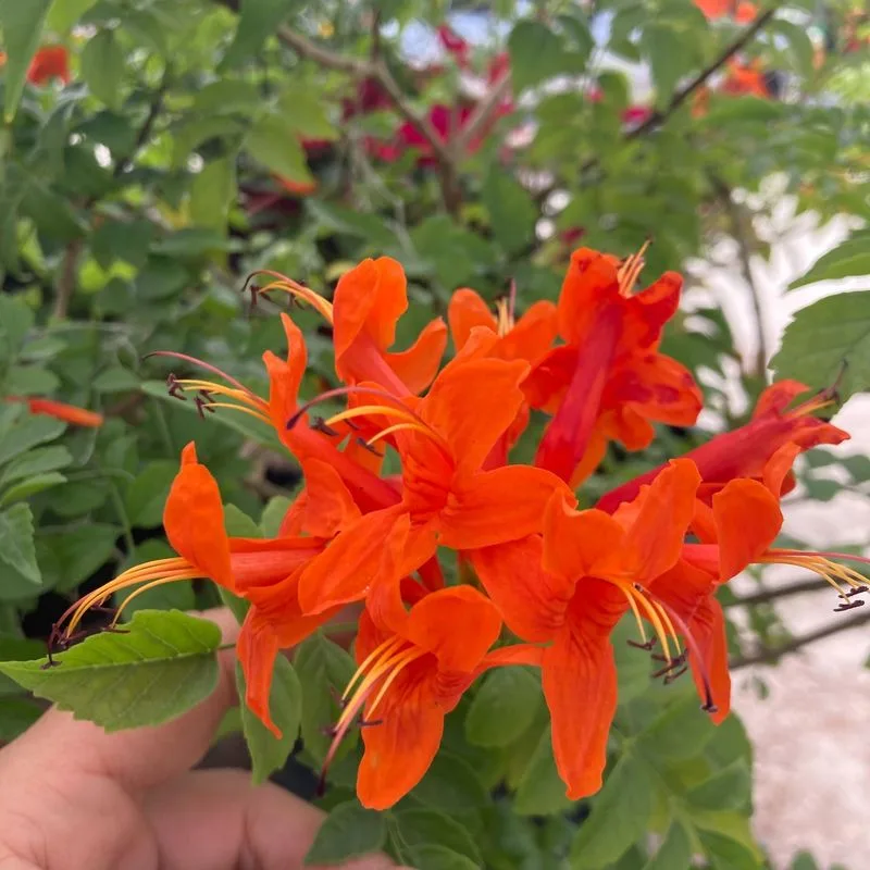 Cape Honeysuckle