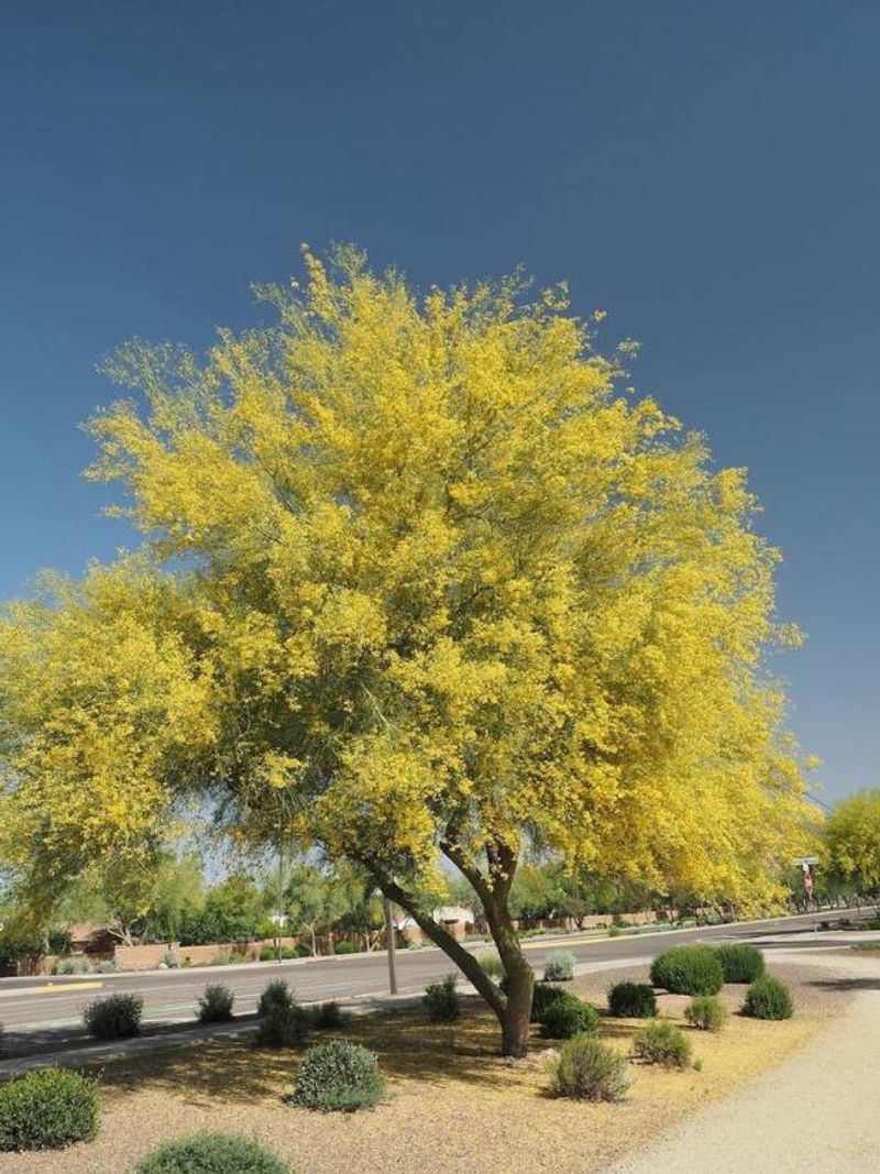 Palo Verde