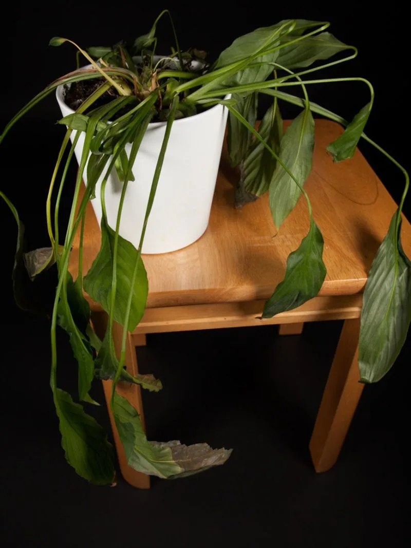 Aging Leaves
