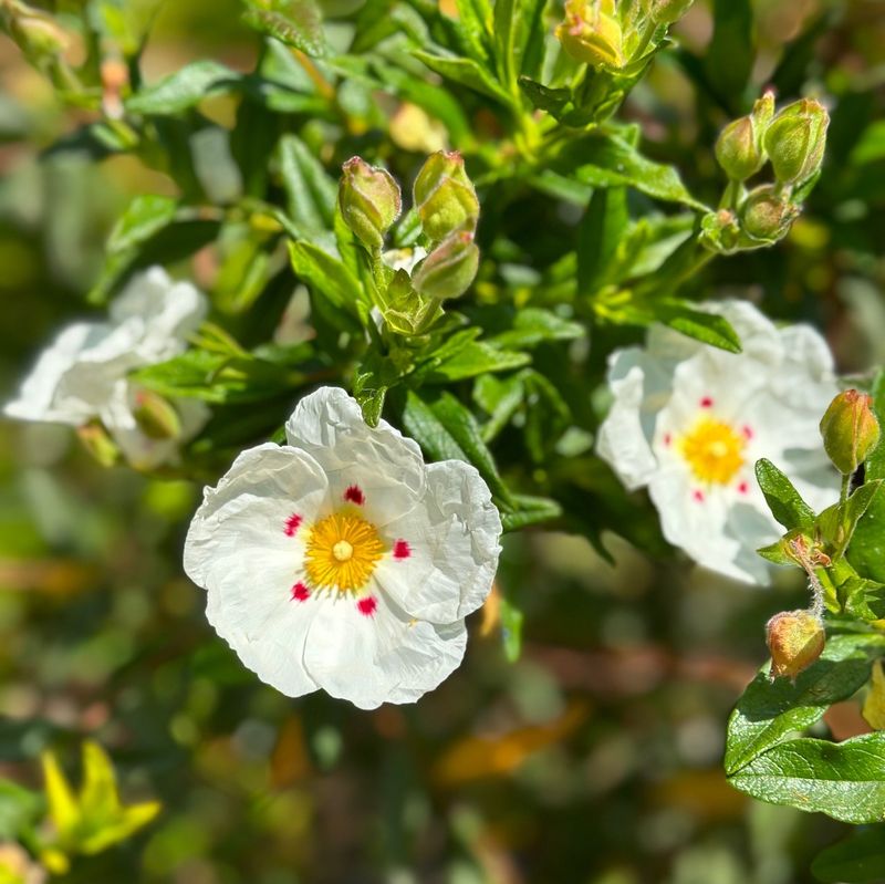 Rockrose