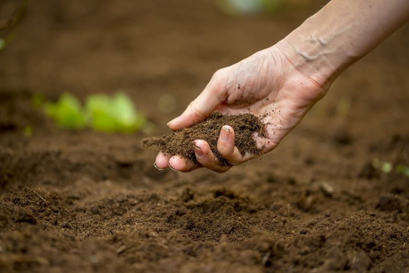 Rich Soil Aroma