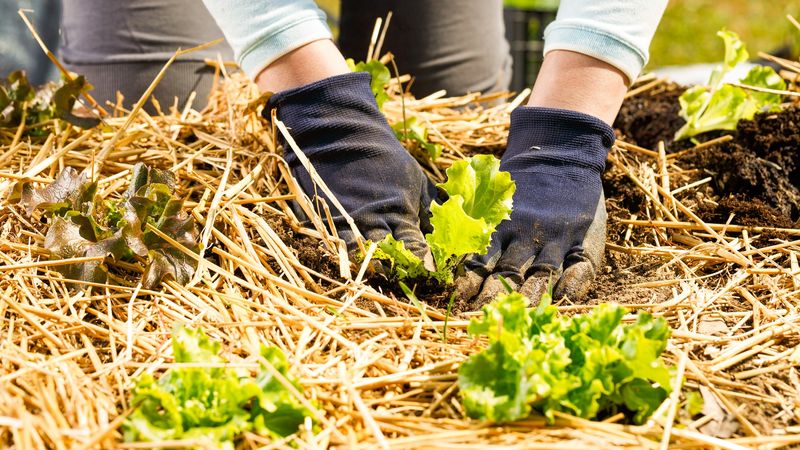 Add Organic Mulch