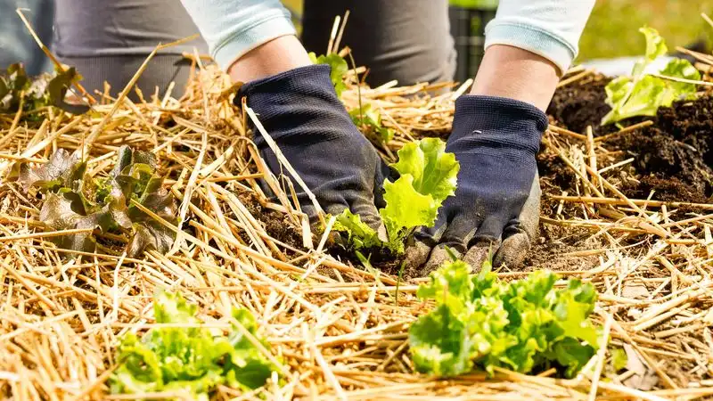 Add Organic Mulch