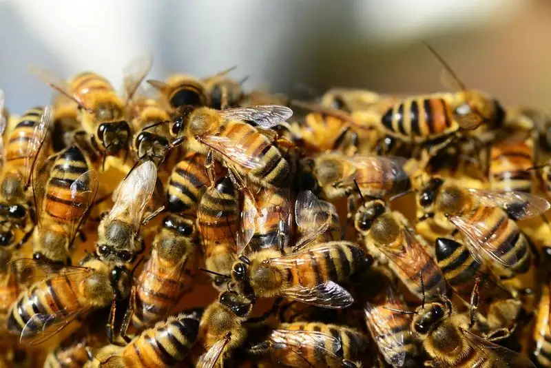 Relying Solely on Honey Bees