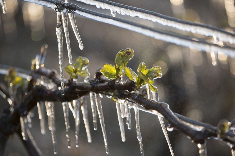 Install Frost Sensors