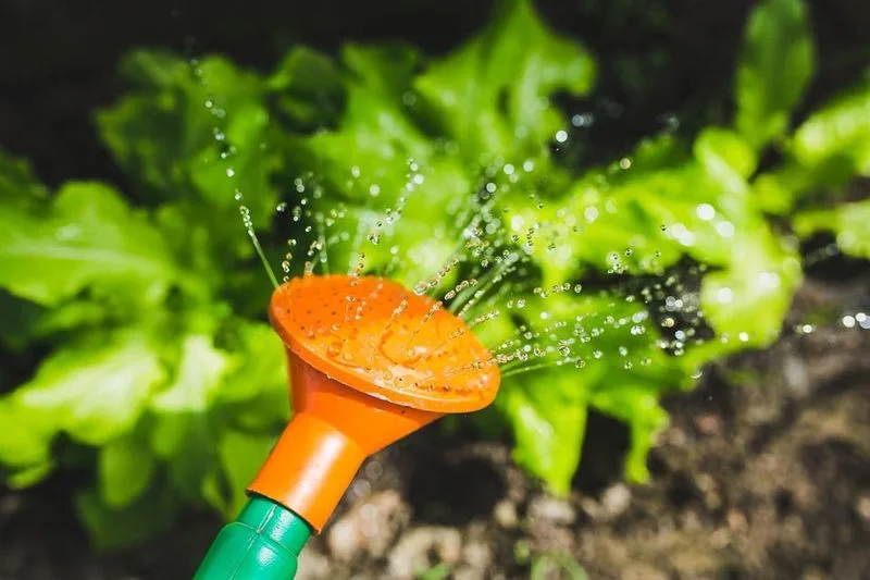 Adjusting Watering Practices