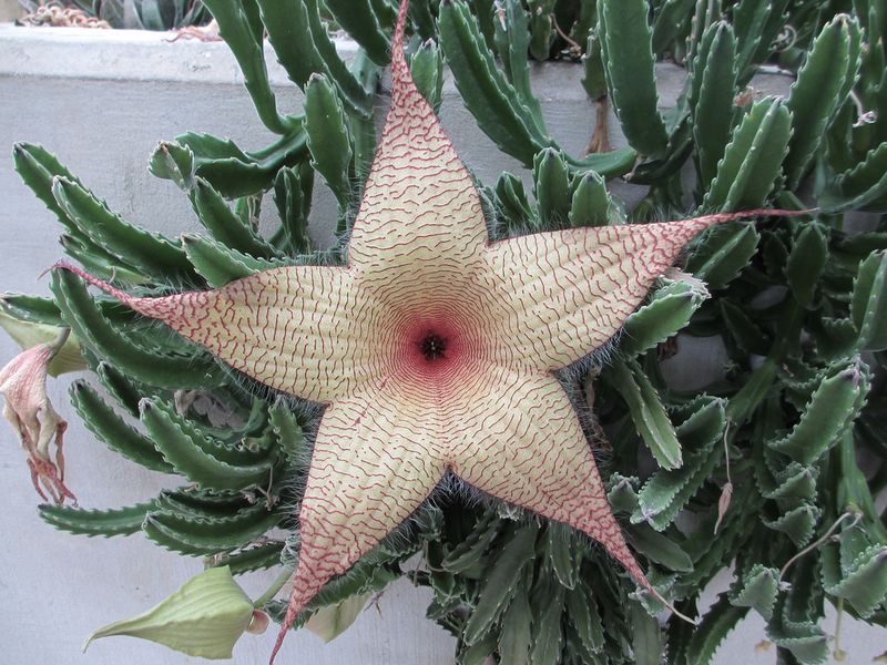 Stapelia Gigantea