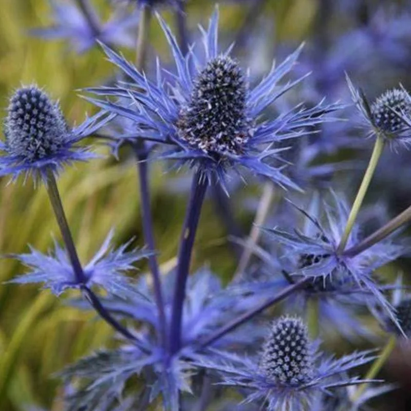 Sea Holly