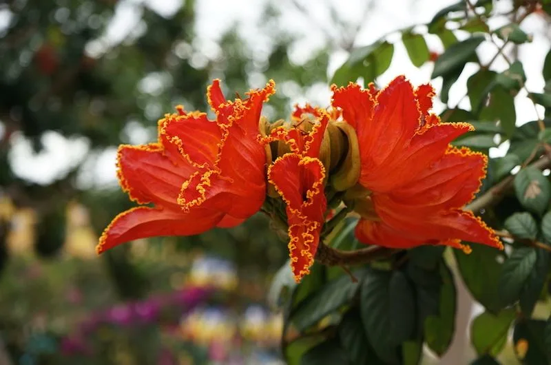 African Tulip Tree