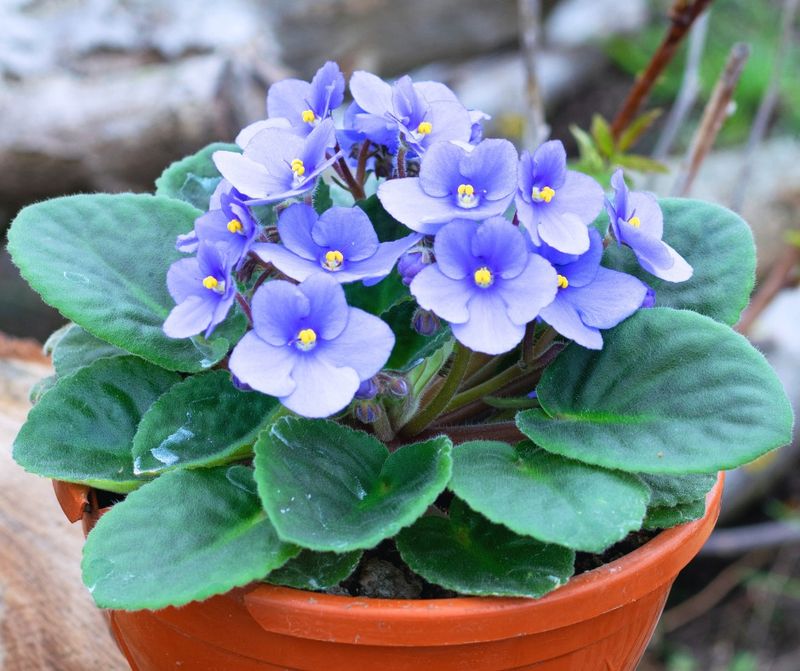 African Violet