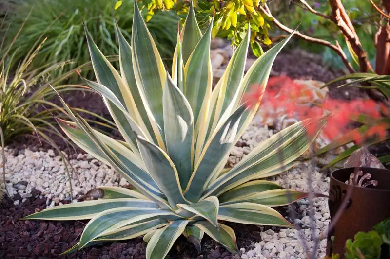 Agave