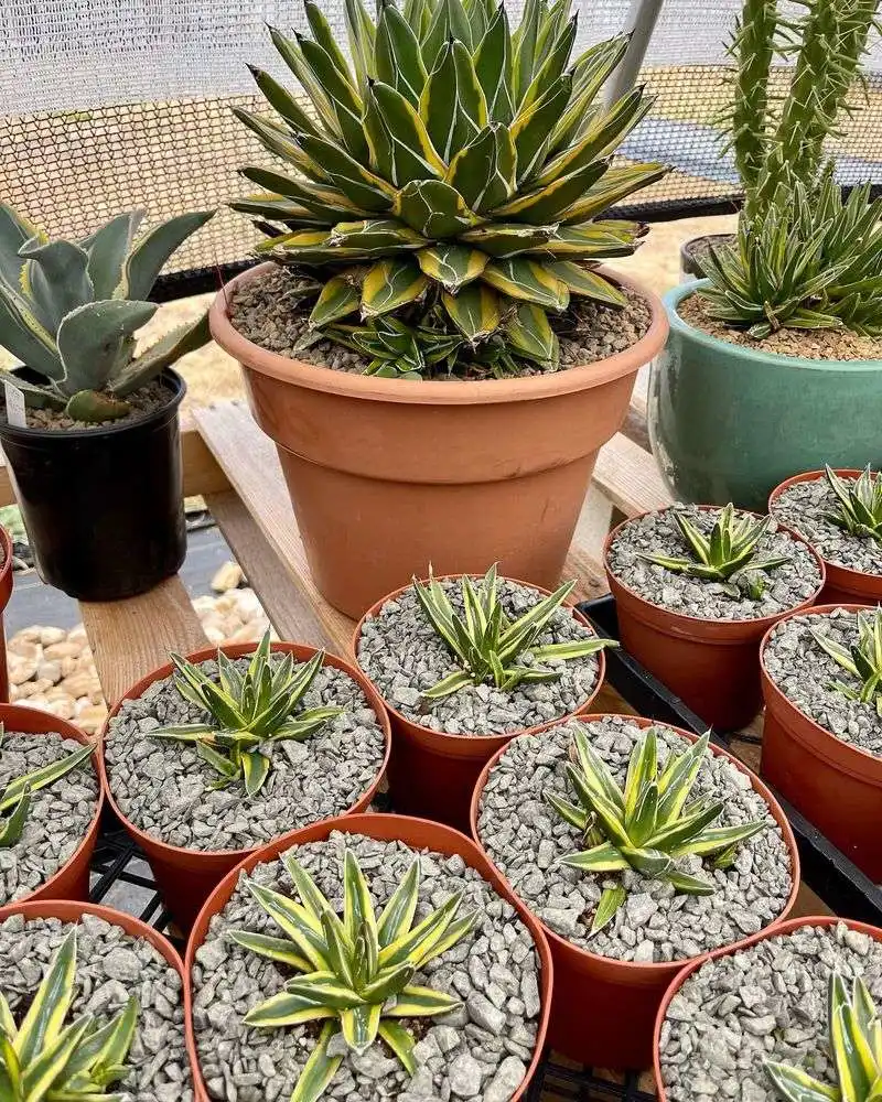 Agave