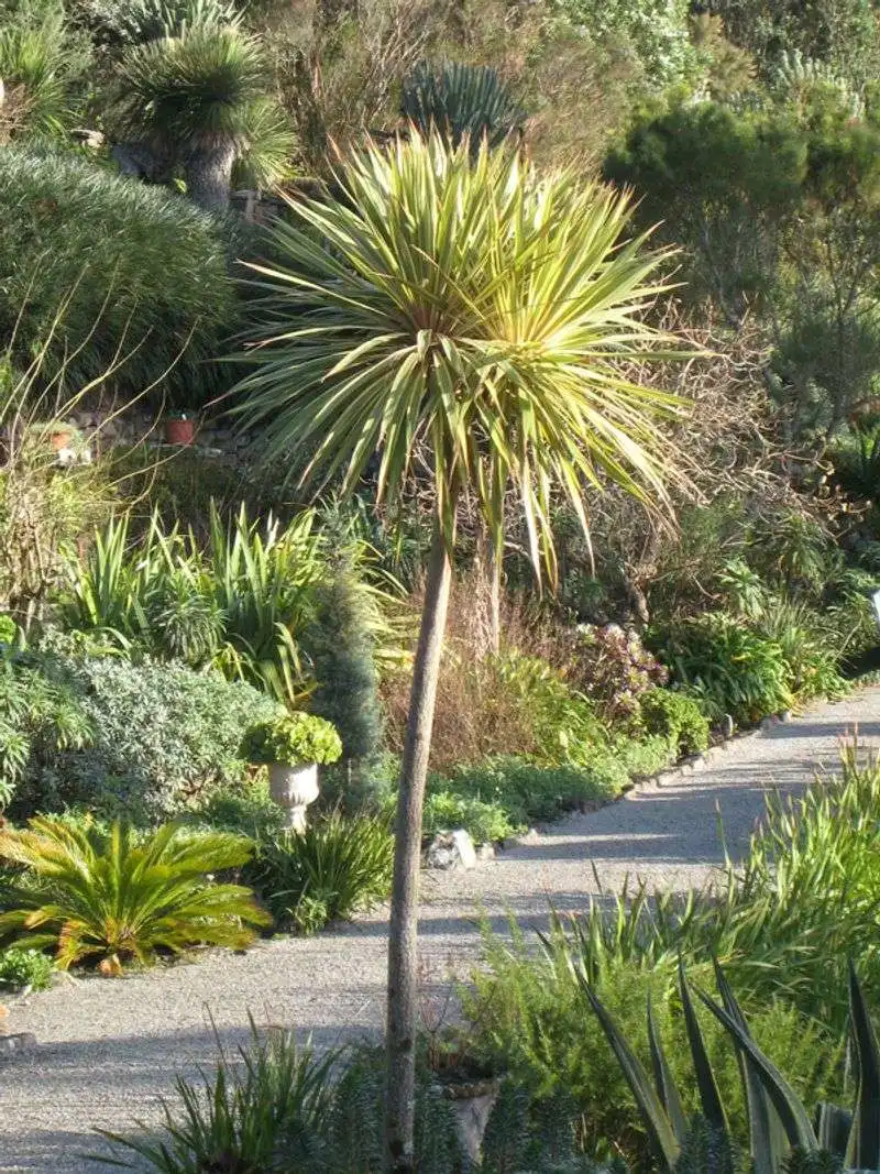Cordyline (Cordyline australis)