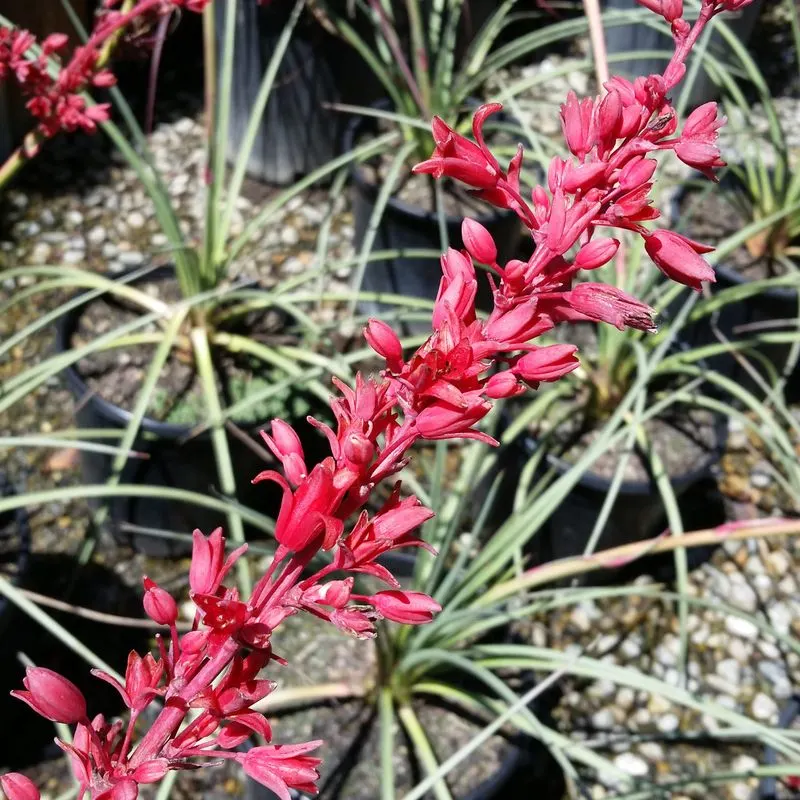 Red Yucca