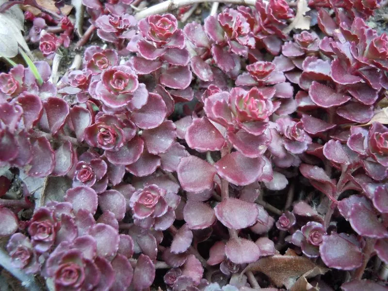 Sedum Spurium