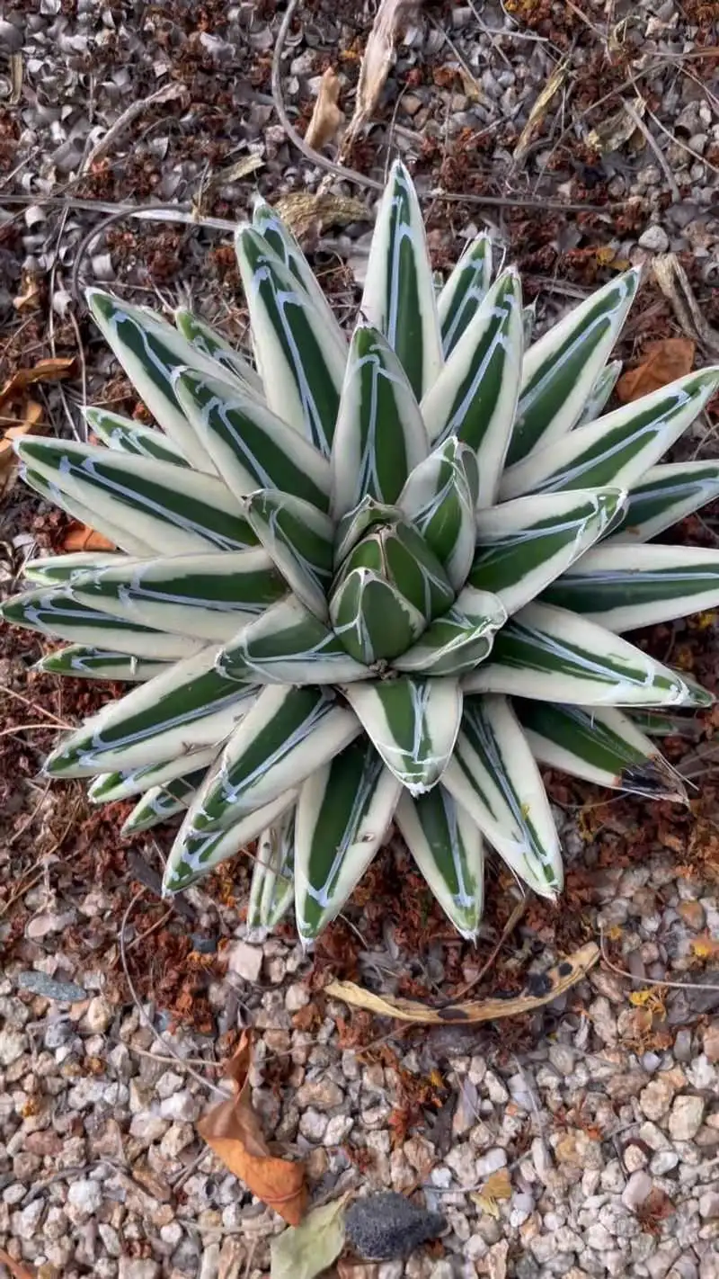 Agave Victoriae-Reginae