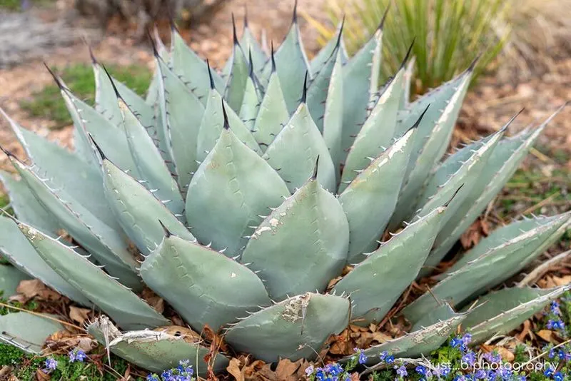 Agave