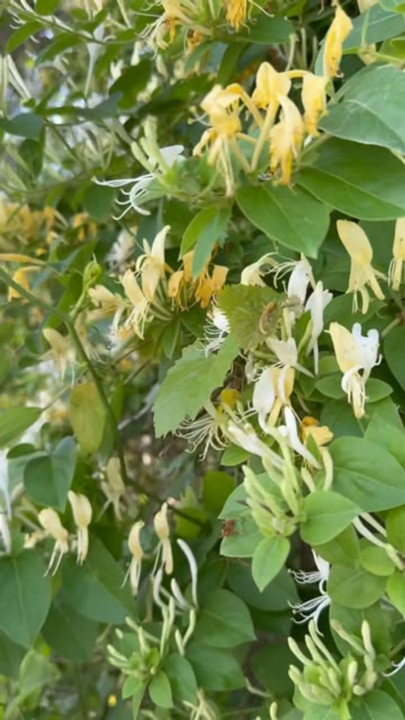 Enchanting Fragrance