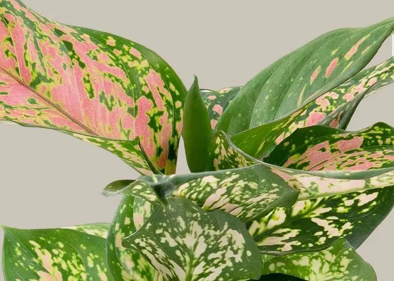 Aglaonema