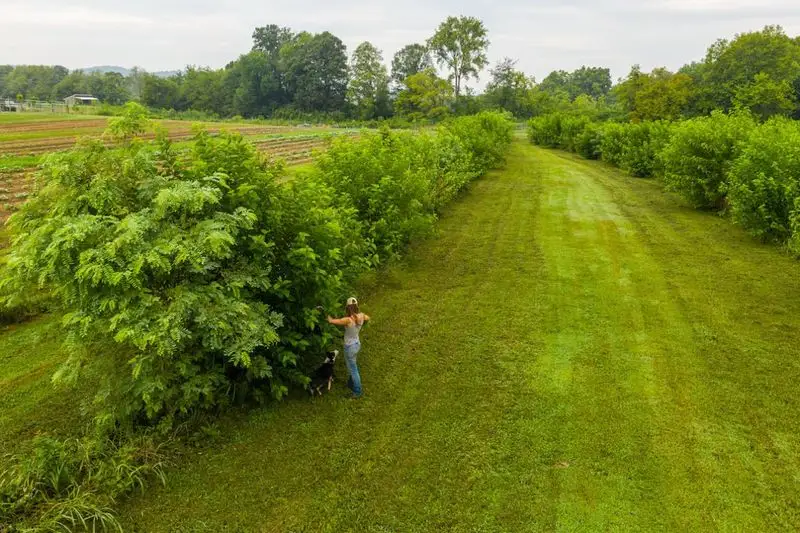 Agroforestry with Fruit Trees