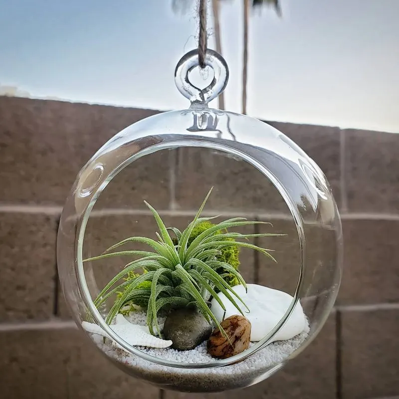 Air Plant