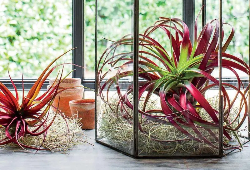 Air Plant