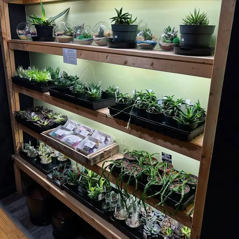 Cactus Wall