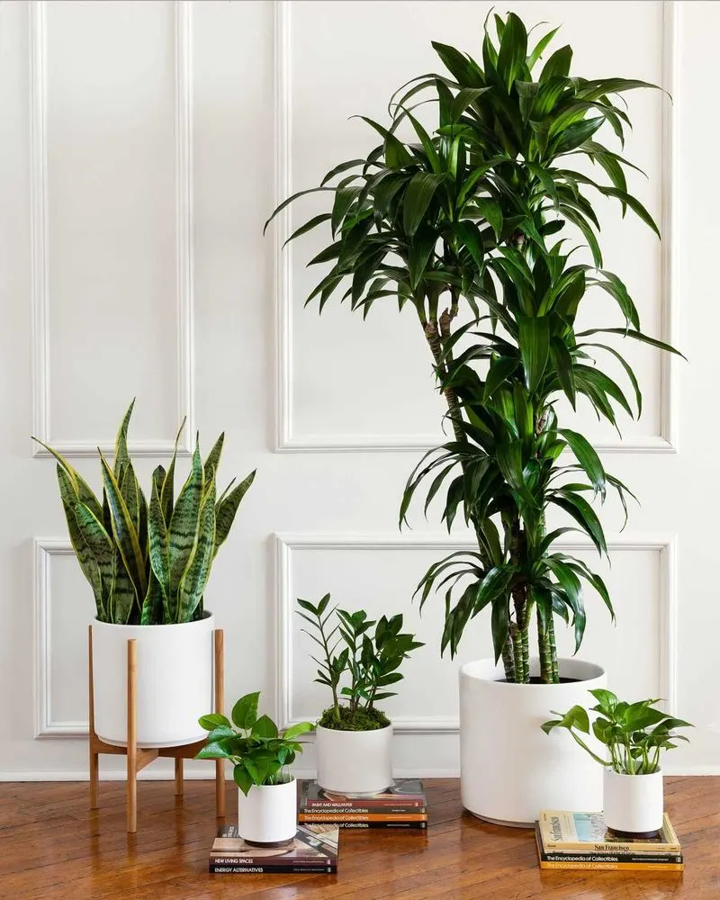 Air-Purifying Plants
