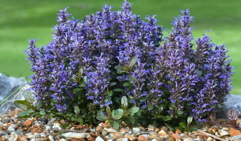 Ajuga