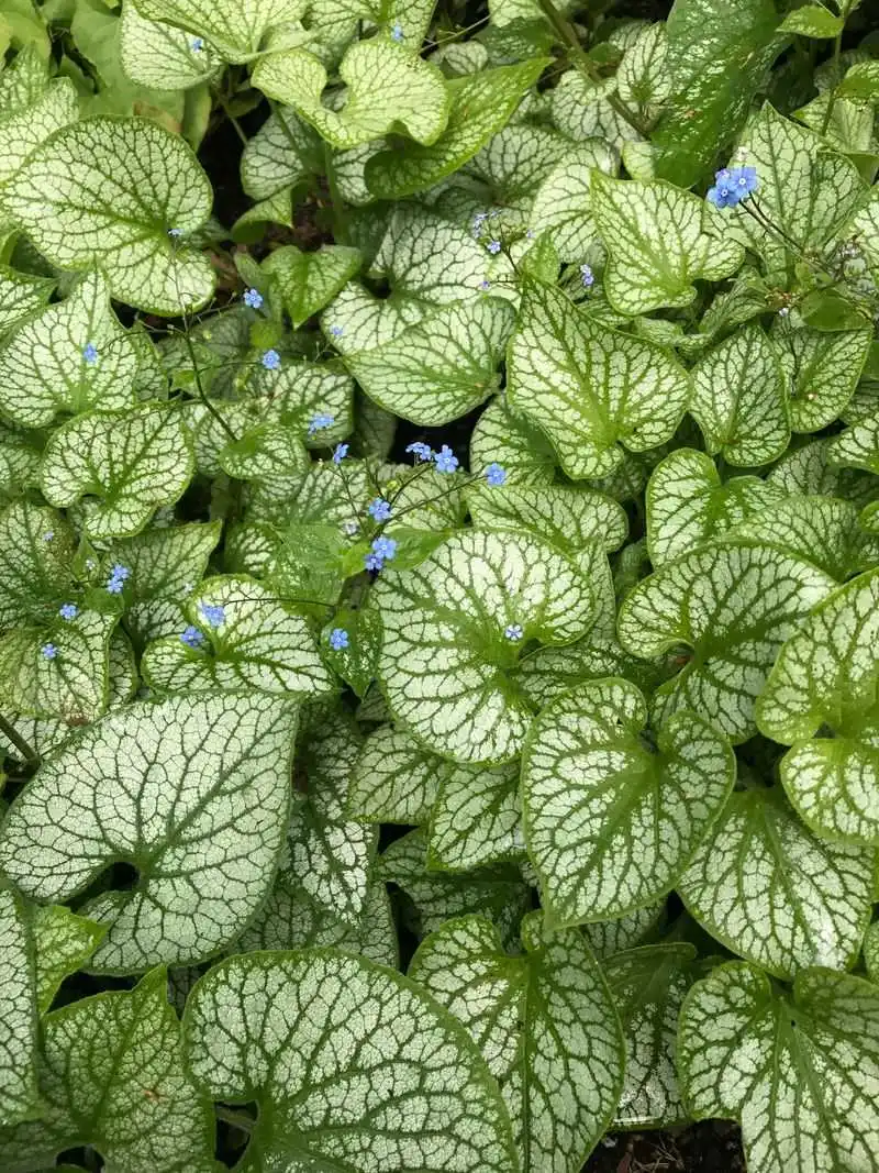 Brunnera