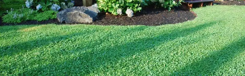 Microclover