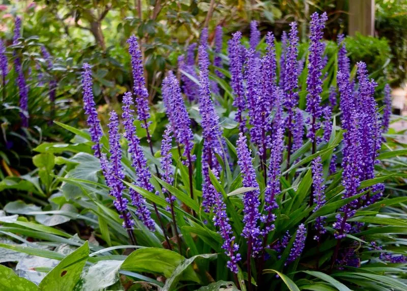 Liriope (Lilyturf)