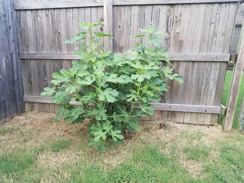 Figs