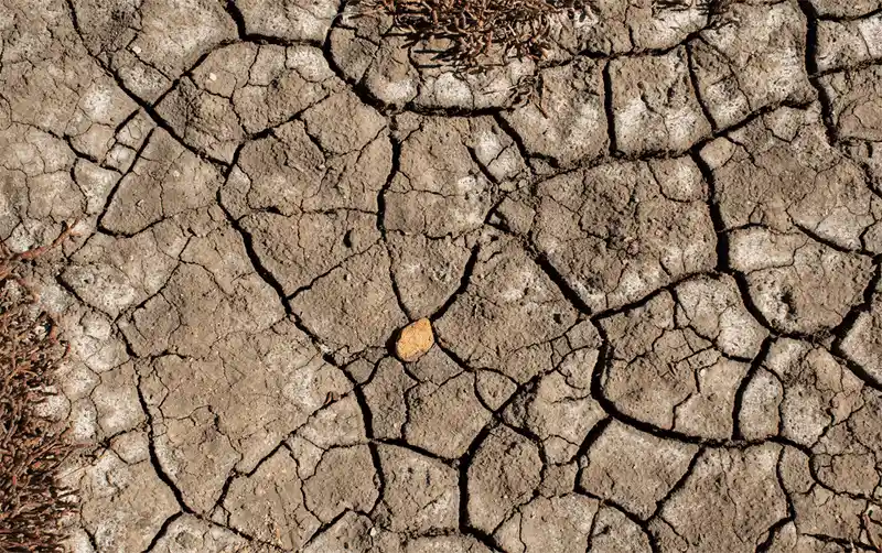 Saline Soil