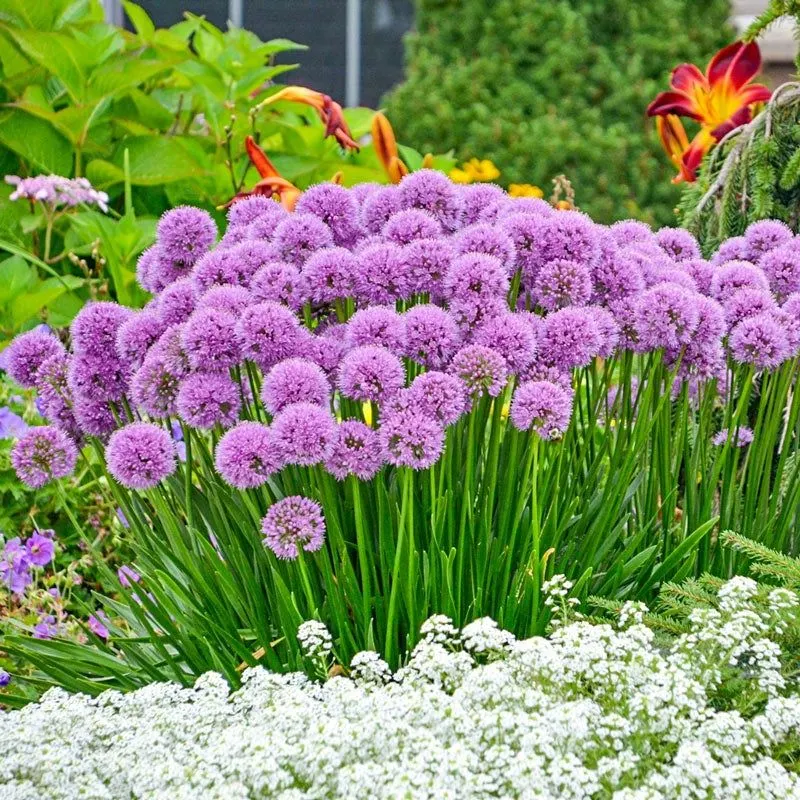 Allium