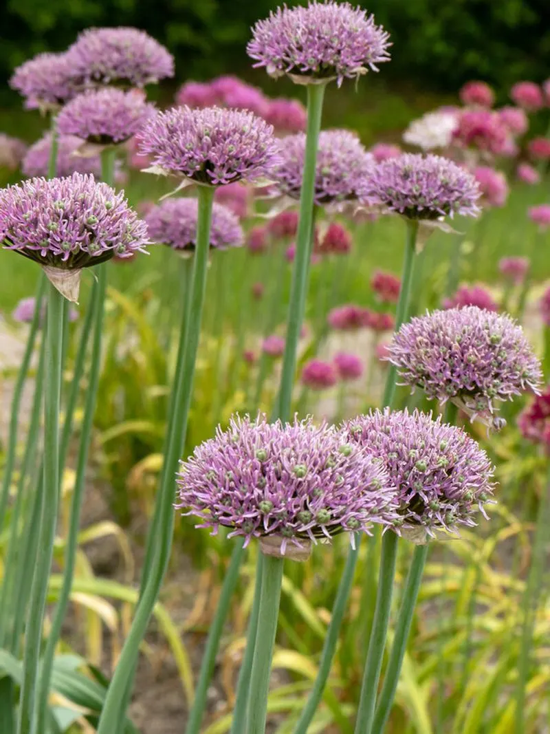 Allium