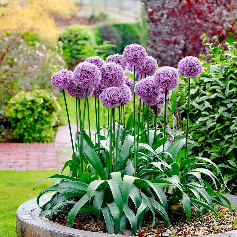 Alliums (Next Year)