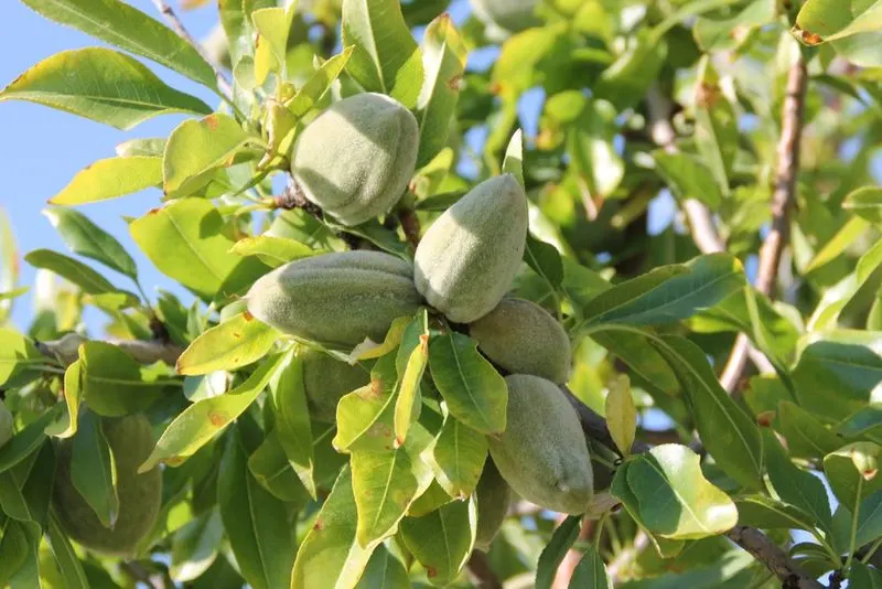 Almond Tree